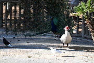 idzie kaczka a w tle paw © Miroslaw