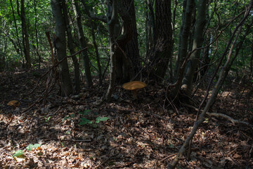 A beautiful mushroom grows on the forest floor in a sunlit woodland.