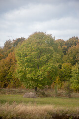 A lone tree stands proudly in a field, surrounded by the colorful hues of autumn.