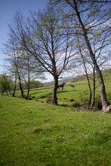 Horses graze peacefully in a vibrant green field on a beautiful sunny day.