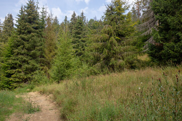A vibrant forest scene with a path leading through the lush greenery and trees.
