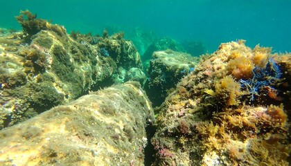 Obraz premium Underwater rocky reef scene