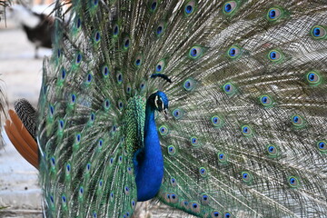 paw z rozłożonym ogonem pięknie ubarwiony niebiesko zielone pióra zjawiskowe © Miroslaw