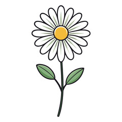 daisy flower isolated on white background