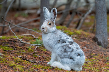 rabbit in the woods