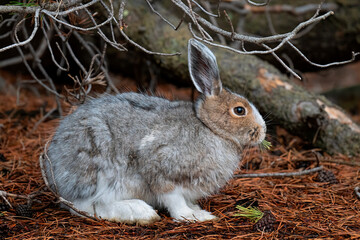 rabbit on the ground