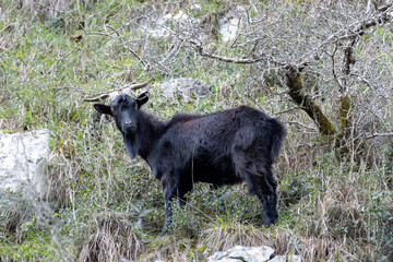 Black Goat in a Rocky Landscape