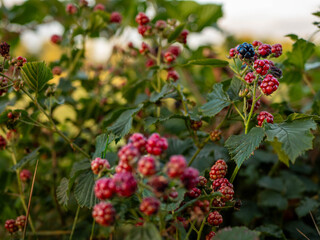 Blackberries ripening on a bush at the end of summer