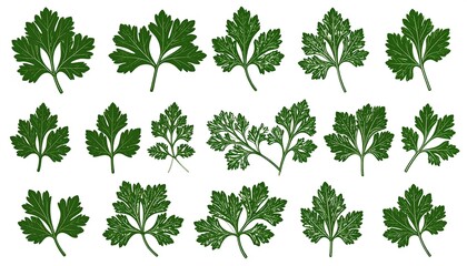 Collection of Parsley Leaves