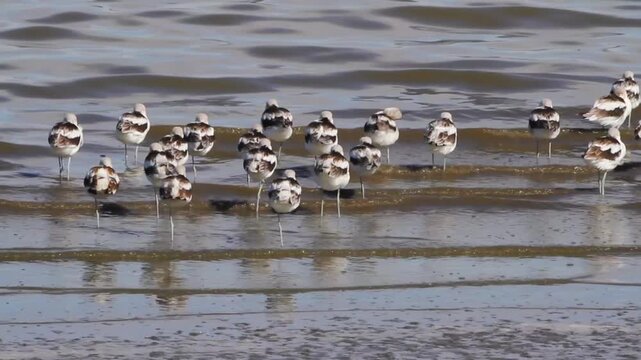 A flock of American Avocets rests and preens in beautiful ripply water at Antelope Island State Park in Utah