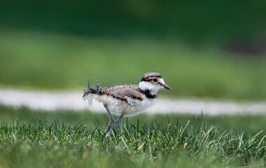 Killdeer bird chick explores its new home outside the egg an catches a worm.