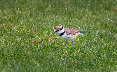 Killdeer bird chick explores its new home outside the egg an catches a worm.