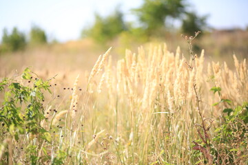 field of wheat