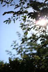 sun and tree