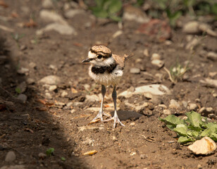 Killdeer bird chick explores its new home outside the egg an catches a worm.