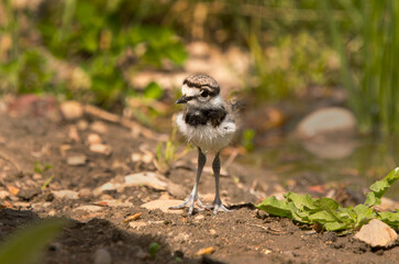 Killdeer bird chick explores its new home outside the egg an catches a worm.