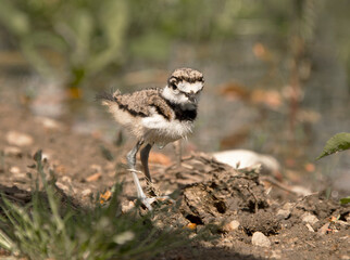 Killdeer bird chick explores its new home outside the egg an catches a worm.