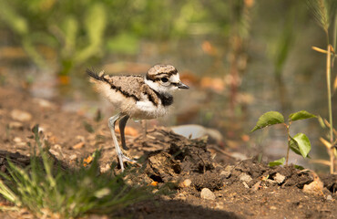 Killdeer bird chick explores its new home outside the egg an catches a worm.