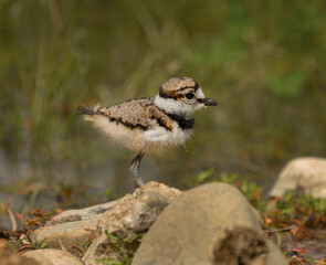 Killdeer bird chick explores its new home outside the egg an catches a worm.