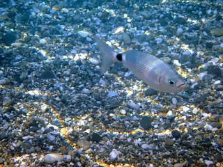 Un pesce oblada solitario sopra un fondale di ciottoli 740