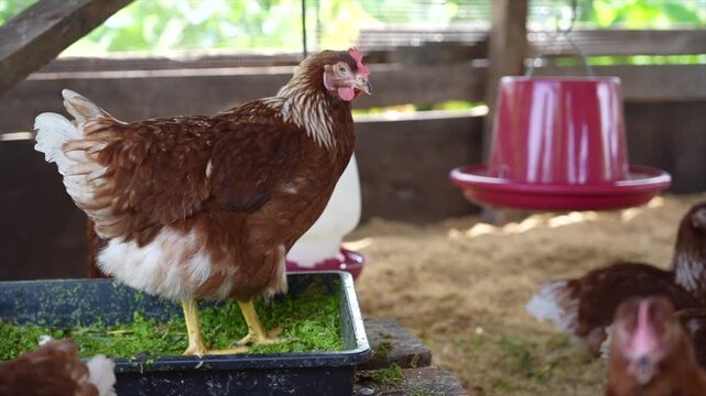 Close up of a hen in a chicken farm. Organic farm concept. Organic living. Asian farming. Chicken eggs. Farm