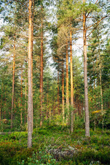 Swedish Wilderness Landscape – Untouched Nature and Forests