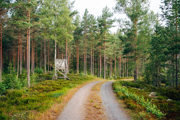 Swedish Wilderness Landscape – Untouched Nature and Forests