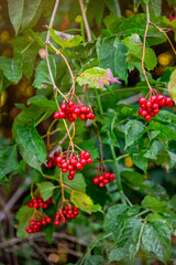 Red viburnum berries in the autumn garden	