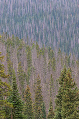forest in the mountains