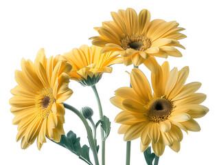 Clean macro photograph featuring Yellow gerbera daisies arrangement floral bloom botanical garden flora isolated on transparent background, studio product photo on a clean white background, isolated