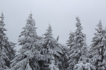 winter tree and snow