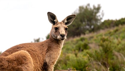 Kangaroo portrait in natural habitat