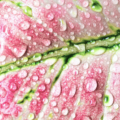 Blurred background of aglaonema leaf with water splash close up, indoor plant aglaonema