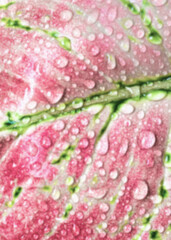 Blurred background of aglaonema leaf with water splash close up, indoor plant aglaonema