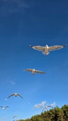 seagulls in flight
