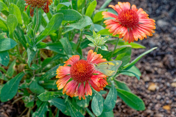 Orange sulphur butterfly on a flower