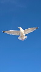 seagull in flight