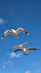 Fototapeta premium seagull in flight