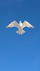 seagull in flight