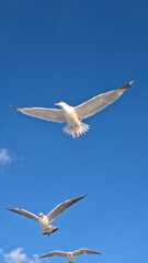 seagull in flight