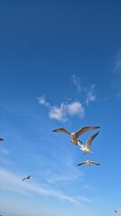 seagulls in flight