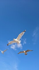 seagull in flight