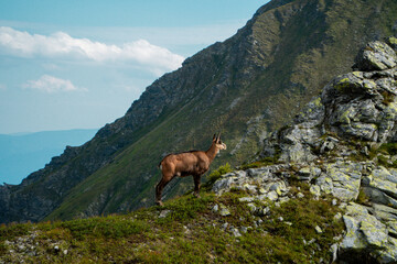 goat in High Tatra mountains