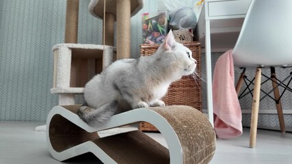 A playful gray cat explores a stylish scratching post while surrounded by cozy furniture and cat toys - Powered by Adobe