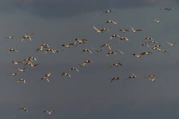 A flock of Eurasian Spoonbill or common spoonbill (Platalea leucorodia)  in flight at sunset. Gelderland in the Netherlands.     