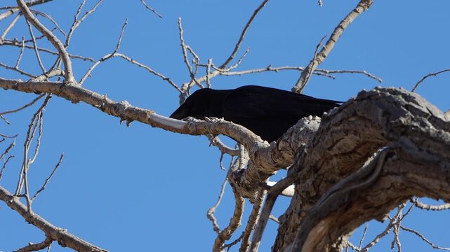 American Crow eats carrion in a tree, with bright blue sky