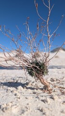 Obraz premium grass in desert sand