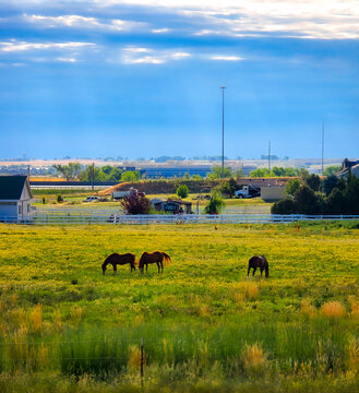 Pasture Peace in Broomfield