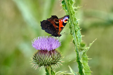 butterfly peacock on purple flower thistle ruffled in summer