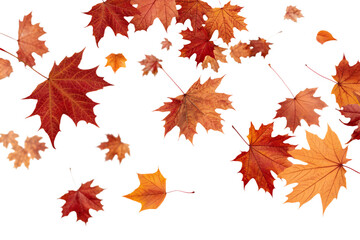 Fototapeta premium Falling autumn leaves in vibrant colors, maple and oak foliage isolated on transparent background
